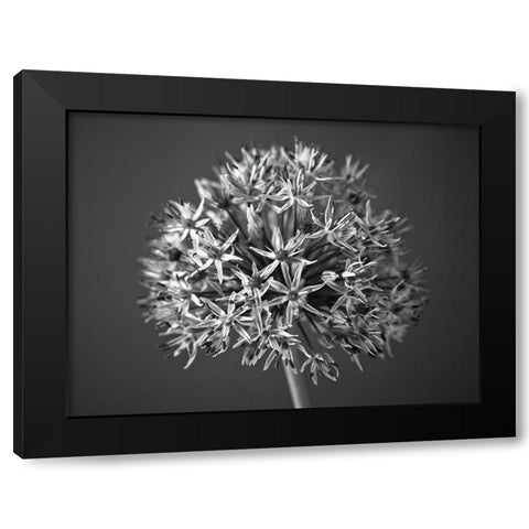 Allium flower Black Modern Wood Framed Art Print with Double Matting by Frank, Assaf