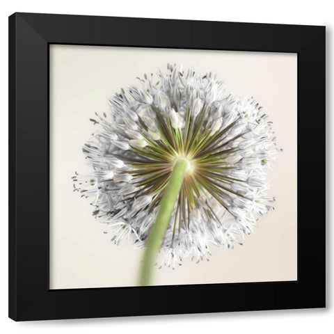 Allium flower Black Modern Wood Framed Art Print with Double Matting by Frank, Assaf