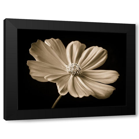Cosmos flower Black Modern Wood Framed Art Print by Frank, Assaf