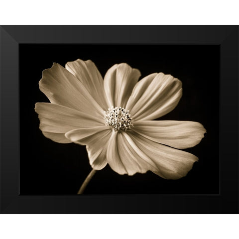 Cosmos flower Black Modern Wood Framed Art Print by Frank, Assaf