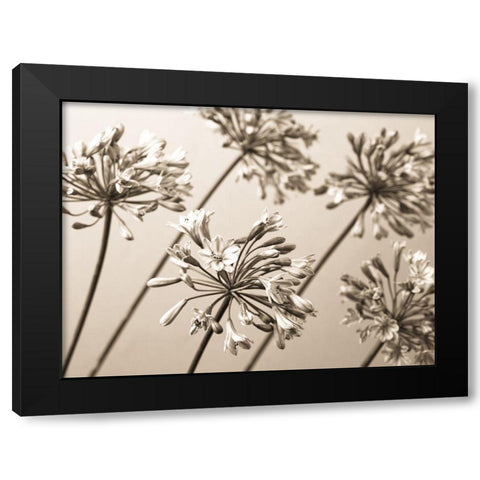 African Lilies Black Modern Wood Framed Art Print by Frank, Assaf