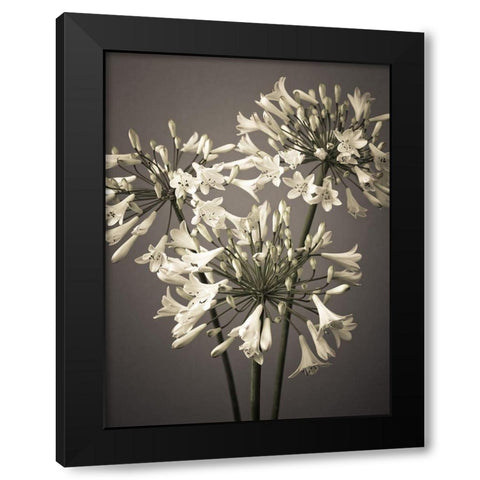 African Lilies Black Modern Wood Framed Art Print by Frank, Assaf