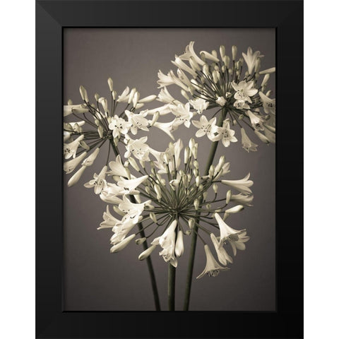 African Lilies Black Modern Wood Framed Art Print by Frank, Assaf
