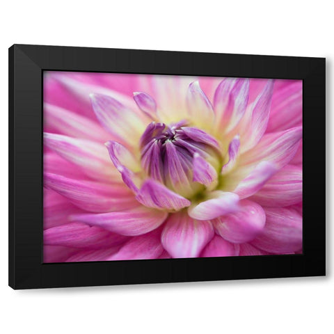 Dahlia flowers Black Modern Wood Framed Art Print by Frank, Assaf