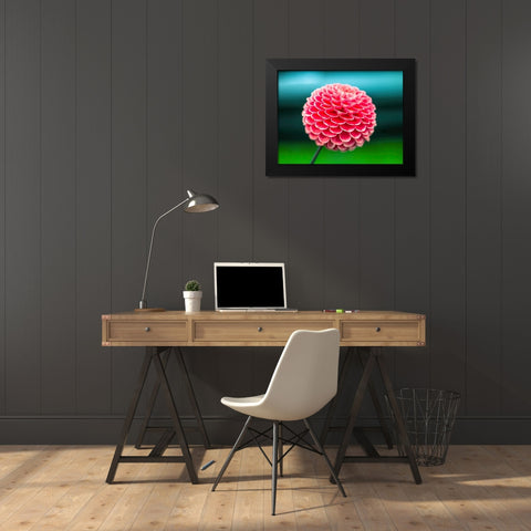 Dahlia flowers Black Modern Wood Framed Art Print by Frank, Assaf