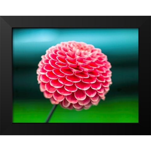 Dahlia flowers Black Modern Wood Framed Art Print by Frank, Assaf