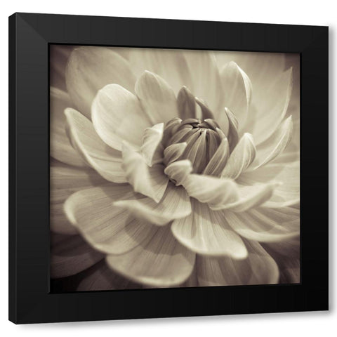 Dahlia Flowers Black Modern Wood Framed Art Print by Frank, Assaf