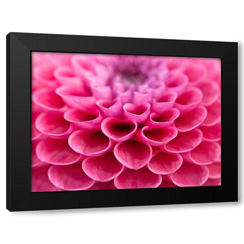 Dahlia Flower Black Modern Wood Framed Art Print by Frank, Assaf