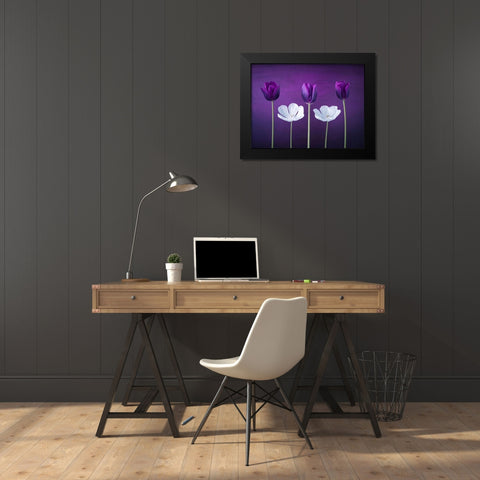 Tulip flowers in a row Black Modern Wood Framed Art Print by Frank, Assaf