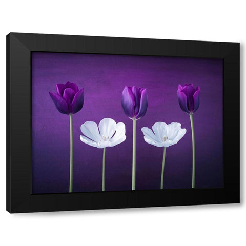 Tulip flowers in a row Black Modern Wood Framed Art Print by Frank, Assaf