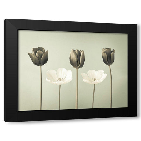 Tulip flowers in a row Black Modern Wood Framed Art Print by Frank, Assaf