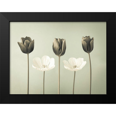 Tulip flowers in a row Black Modern Wood Framed Art Print by Frank, Assaf