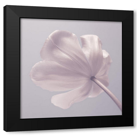 Tulip flower - Closeup Black Modern Wood Framed Art Print by Frank, Assaf
