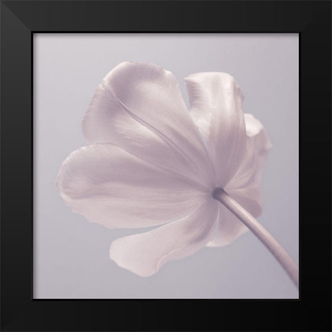 Tulip flower - Closeup Black Modern Wood Framed Art Print by Frank, Assaf