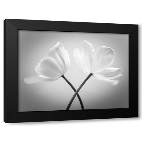 Two Tulip flowers crossed, FTBR-1821 Black Modern Wood Framed Art Print by Frank, Assaf