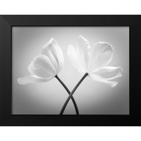Two Tulip flowers crossed, FTBR-1821 Black Modern Wood Framed Art Print by Frank, Assaf