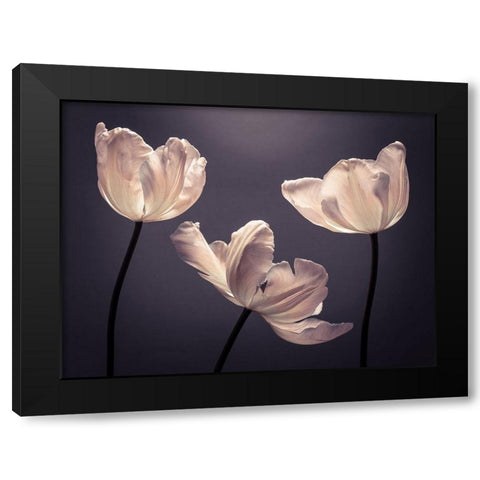 Three Tulips, FTBR-1824 Black Modern Wood Framed Art Print by Frank, Assaf