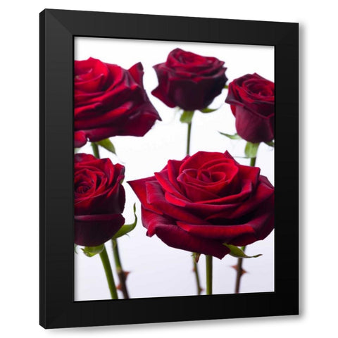 Full frame of fresh Dahlia flowers Black Modern Wood Framed Art Print with Double Matting by Frank, Assaf
