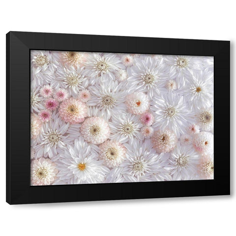 Dahlia flowers Black Modern Wood Framed Art Print with Double Matting by Frank, Assaf