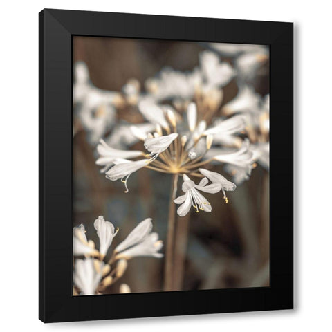 African Lilies Black Modern Wood Framed Art Print with Double Matting by Frank, Assaf