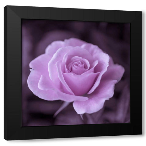 Beautiful garden rose Black Modern Wood Framed Art Print with Double Matting by Frank, Assaf
