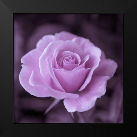 Beautiful garden rose Black Modern Wood Framed Art Print by Frank, Assaf
