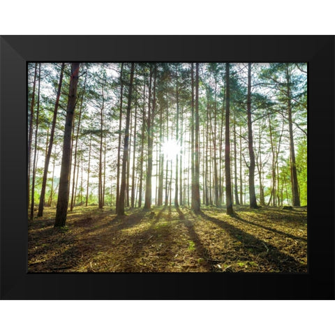 Sun rays through forest trees Black Modern Wood Framed Art Print by Frank, Assaf
