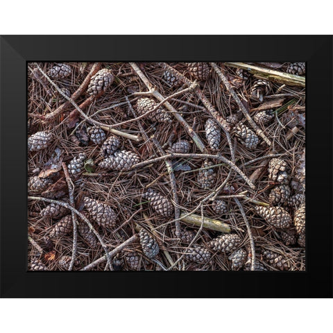 Pine cones and tree branches Black Modern Wood Framed Art Print by Frank, Assaf