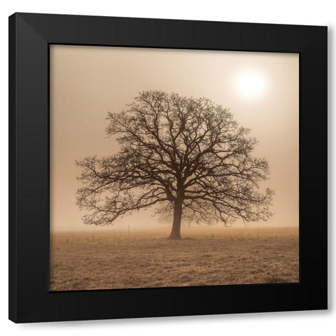 Trees in grass fields Black Modern Wood Framed Art Print with Double Matting by Frank, Assaf