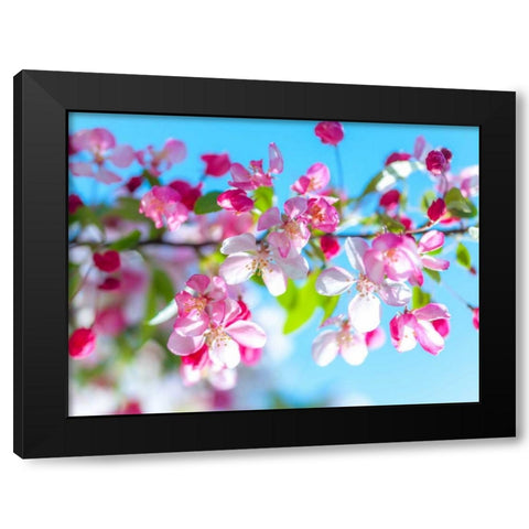 Cherry Blossom flowers Black Modern Wood Framed Art Print with Double Matting by Frank, Assaf