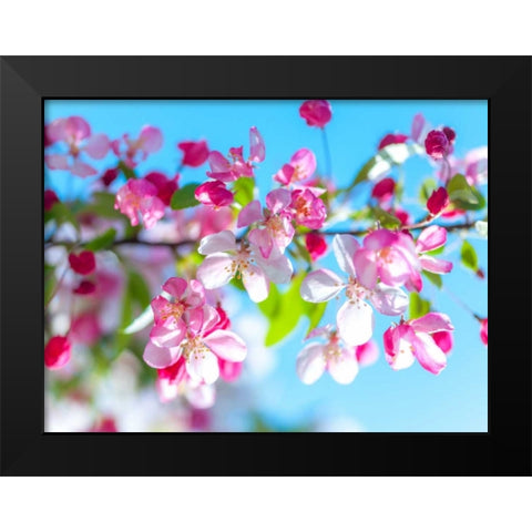 Cherry Blossom flowers Black Modern Wood Framed Art Print by Frank, Assaf