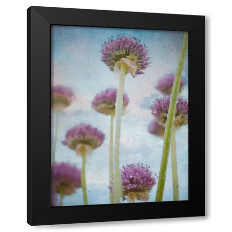 Beautiful Allium flowers Black Modern Wood Framed Art Print with Double Matting by Frank, Assaf