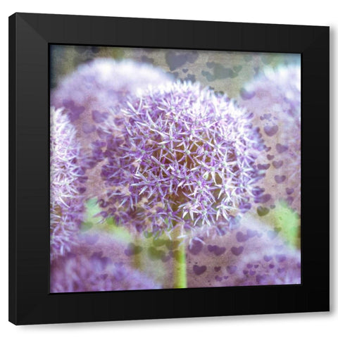 Colorful Anemone flowers in garden Black Modern Wood Framed Art Print with Double Matting by Frank, Assaf