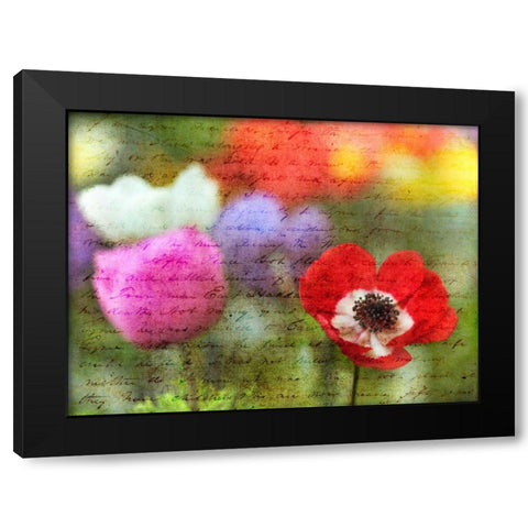 Colorful Anemone flowers in garden Black Modern Wood Framed Art Print with Double Matting by Frank, Assaf