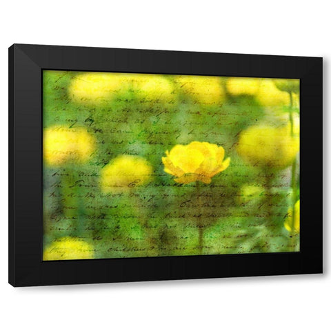 Beautiful Yellow colored Anemone flowers in garden Black Modern Wood Framed Art Print with Double Matting by Frank, Assaf
