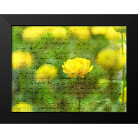 Beautiful Yellow colored Anemone flowers in garden Black Modern Wood Framed Art Print by Frank, Assaf