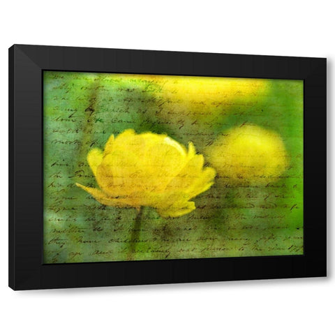 Beautiful Poppy flower in garden Black Modern Wood Framed Art Print with Double Matting by Frank, Assaf
