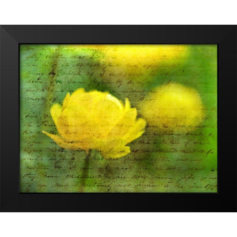 Beautiful Poppy flower in garden Black Modern Wood Framed Art Print by Frank, Assaf