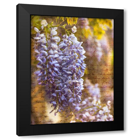 Beautiful Allium flowers Black Modern Wood Framed Art Print with Double Matting by Frank, Assaf