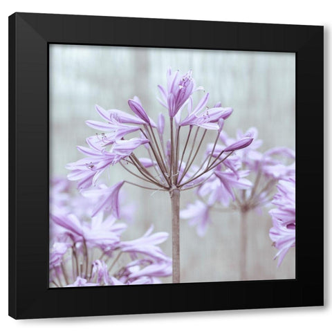 African Lilies Black Modern Wood Framed Art Print by Frank, Assaf
