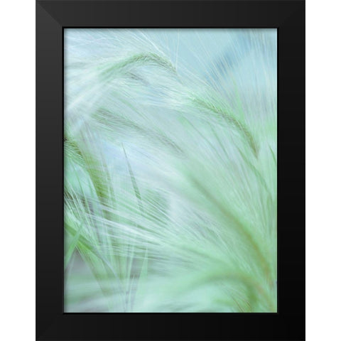 Wild grass Foxtail Barley Black Modern Wood Framed Art Print by Frank, Assaf