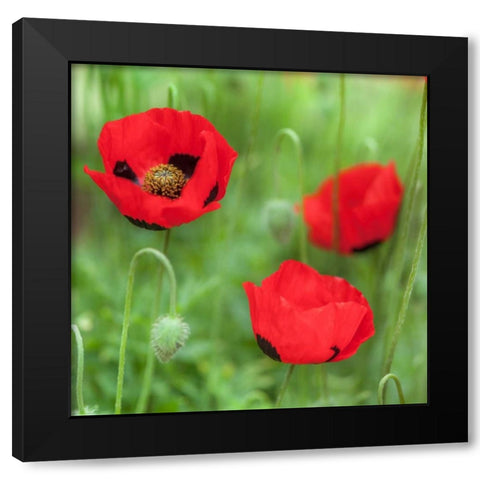 Fresh Poppies in garden Black Modern Wood Framed Art Print with Double Matting by Frank, Assaf