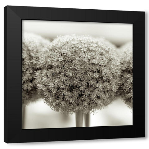 Allium flowers Black Modern Wood Framed Art Print with Double Matting by Frank, Assaf