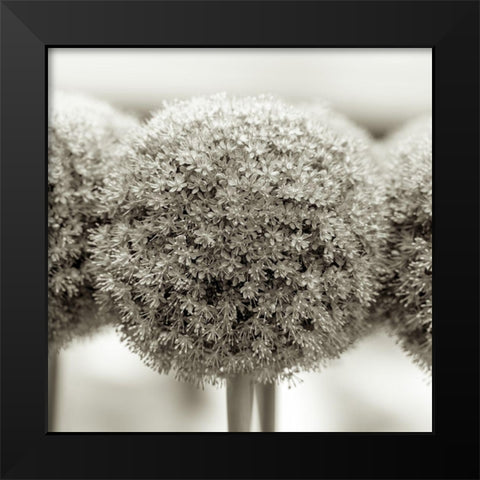 Allium flowers Black Modern Wood Framed Art Print by Frank, Assaf