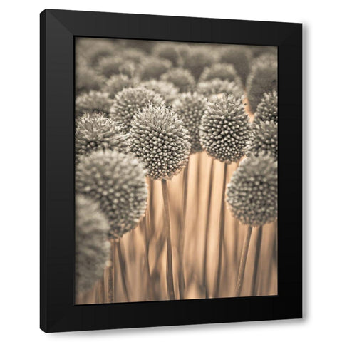 Allium flowers Black Modern Wood Framed Art Print with Double Matting by Frank, Assaf