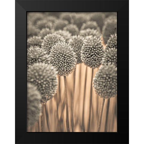 Allium flowers Black Modern Wood Framed Art Print by Frank, Assaf