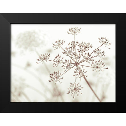Cow parsley flower Black Modern Wood Framed Art Print by Frank, Assaf