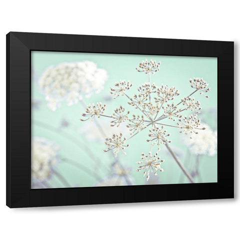 Cow parsley flower Black Modern Wood Framed Art Print by Frank, Assaf