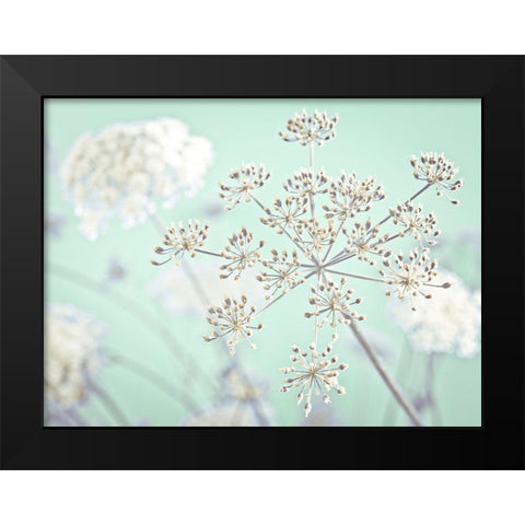 Cow parsley flower Black Modern Wood Framed Art Print by Frank, Assaf