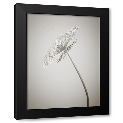Cow parsley flower Black Modern Wood Framed Art Print by Frank, Assaf